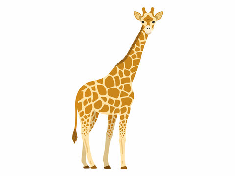 キリン Images Browse 4 619 Stock Photos Vectors And Video Adobe Stock キリン Images Browse 4 619 Stock Photos Vectors And Video Adobe Stock