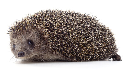 One big brown hedgehog.