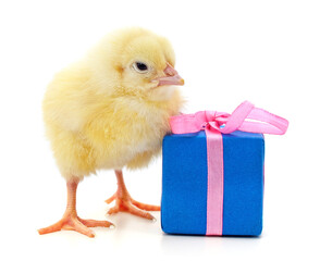 Chicken and gift.