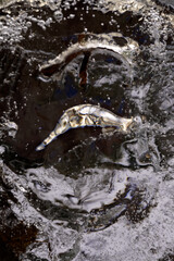 Winter ist bei Frost die Zeit gefrorene Kunstwerke der Natur zu entdecken und im Bild festzuhalten.  Eiskristalle, gefrorene Pfützen bis zu Raureif bieten fast unzählige, faszinierende Motive.