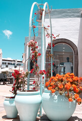 Aesthetic travel wallpapers. Canary Island. Lanzarote. Great flower location