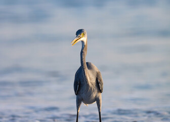 Closeup of egret. Western reef heron. Western reef egret.