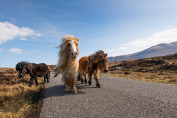 Wild horse in the mountains, Shetland Pony on the Isle of Uist, Scotland. United Kingdom front and side view walking towards camera tarmac road and mountains