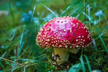Amanita muscaria, commonly known as the fly agaric, contains the psychoactive compound ibotenic acid. Close-up. Place for text