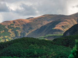 Naklejka premium Colorful Carpathian slopes. Forest in the foreground. Overcast sky