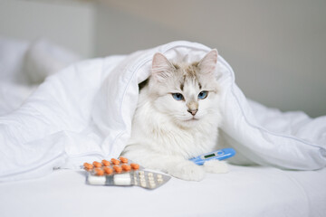 Beautiful white cat  lying in bed under a blanket and measures the temperature with a thermometer during Coronavirus Covid-19 infection pandemic
                               