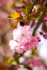 Close up of blossom Sakura pink flowers. Bokeh blurred background. Easter Sunny banner. Beautiful nature scene with blooming tree, womans Day