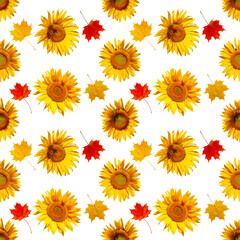 Cheerful autumn pattern of flowers and leaves. Seamless pattern of sunflower flowers and maple leaves, isolated on white.