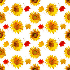 Cheerful autumn pattern of flowers and leaves. Seamless pattern of sunflower flowers and maple leaves, isolated on white.