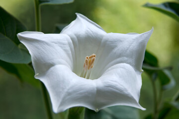 Fototapeta na wymiar Datura white flower close-up (fastuosa, stramonium)