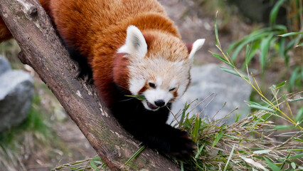 Red panda on a tree