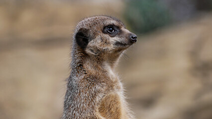 Portrait of a meerkat