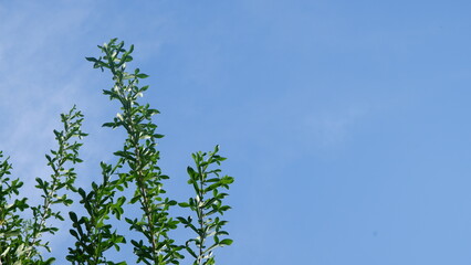 View of green branches and clear blue sky background and sunlight