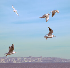 Flying birds