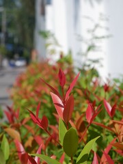 Focused red peak of green bush with whit wall and road background