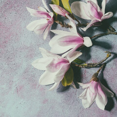 Beautiful pink magnolia flowers on branches with leaves