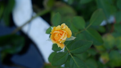 A focus of top view of a yellow budding  rose with its green leaves and blur background