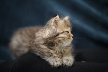 Scottish fold longhair kitten. Highland at home tenderly sleping at sofa with human hands