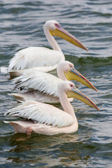 Great White Pelican, Walvis Bay, Namibia