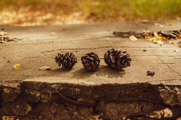 Beautiful Autumn gold foliage, forest background Landscape