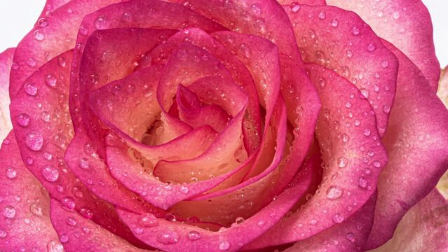 Pretty pink rose flower with dewdrops close up. Beautiful flower background with soft light effect. Wedding backdrop, Valentine's Day, Mother's day, Easter concept.