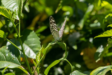 hamadryas butterfly on top of leaves