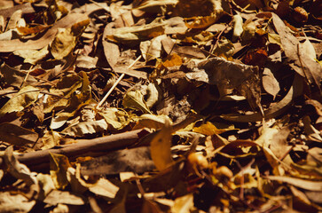 Beautiful Autumn gold foliage, forest background Landscape