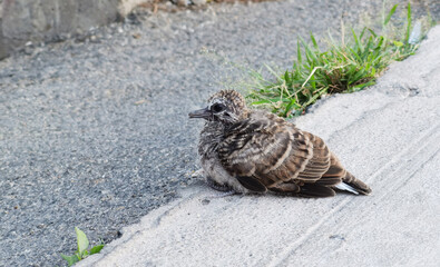 A spotted dove is standing on the concrete floor
