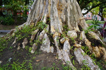 Calycophyllum spruceanum  (common name: capirona), Rubiaceae  family. Location: Manaus – Amazon, Brazil.