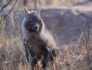 A brown hyena cub.