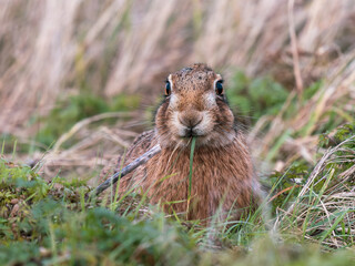 Brown Hare Feeding on Grass