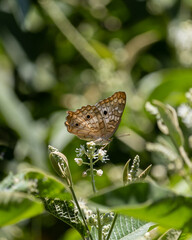 butterfly Arnatia jatrophae on the leaves in the garden
