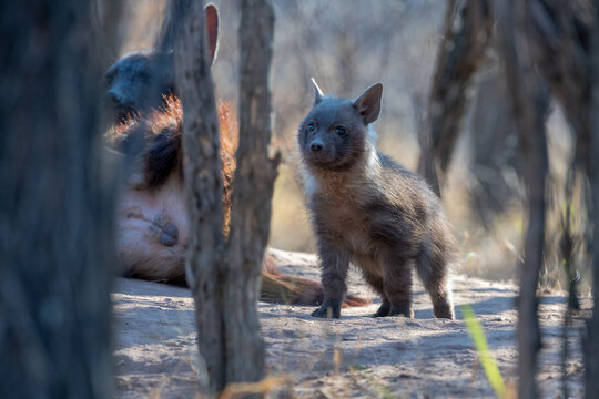 A brown hyena puppy photographed in the Dinokeng Game Reserve, Gauteng Province, South Africa. A baby brown hyena.