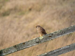 Kestrel Perched on a Fence Looking for Prey