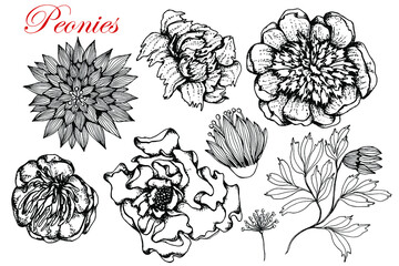 Peonies. Set.Flowers Black White Sketch White Background Isolated hand drawn vector stock illustration. Engraving for Food Medical Cosmetic Packaging and Labels