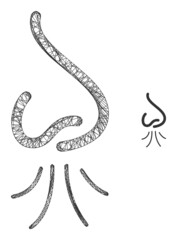 Vector net nose sniffing icon. Crossed carcass flat net abstract symbol based on nose sniffing icon, is created with crossed lines.