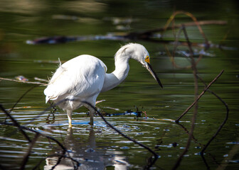 Snowy Egret in shallow water looking for a meal along the Shadow Creek Ranch Nature Trail in Pearland, Texas!