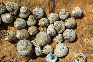 Mediterranean sea snails, Phorcus lineatus