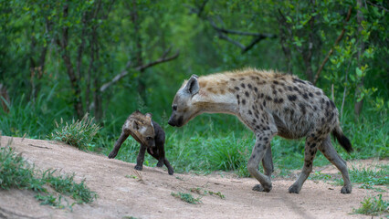 Naklejka na ściany i meble Spotted hyena pup and mother.