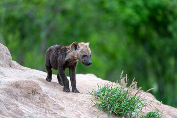 A hyena pup at the den in the Kruger National Park, South Africa. A baby hyena.