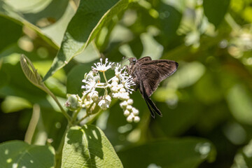 Spicauda or urbanus procne (brown longtail) dark brown butterfly with open wings on a small flower with blurred foliage background