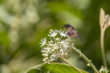 dark brown butterfly with open wings on a small flower with blurred foliage background
