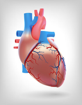 The illustration shows the arteries of the human heart, used in medicine and education.