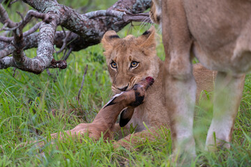A lion cub finishes off the baby impala his mother hunted. A lion feeding.