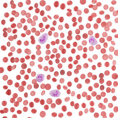 Leukocyte, white blood cells inside a human vein. . 3d render.
