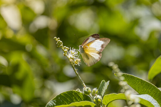 appias drusilla butterfly on a small flower in brazil