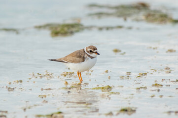 Semipalmated Plover hunts for food