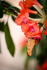 Dryas iulia, Julia butterfly, Julia heliconian, the Flame, or Flambeau, is a species of brush-footed butterfly. The sole represetative of its genus it is native from Brazil to Texas and Florida.
