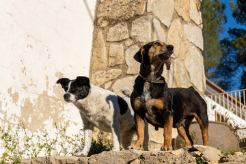 Two medium dogs on top of a wall.