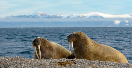 Two walrus on a beach.  Walrus with blue background.  Walrus with mountains.